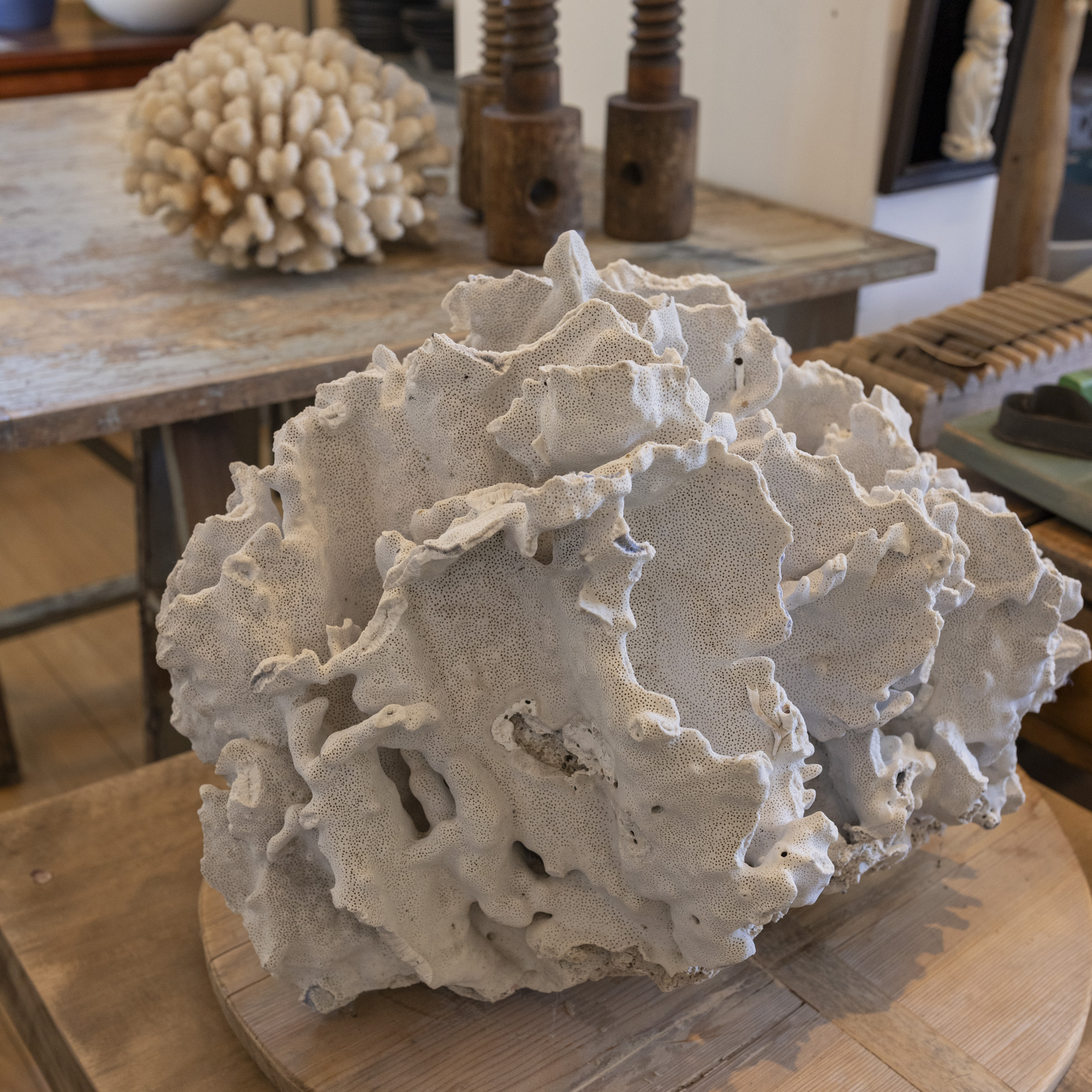 20” wide piece of coral.